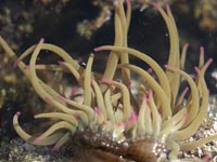 Seeanemonen